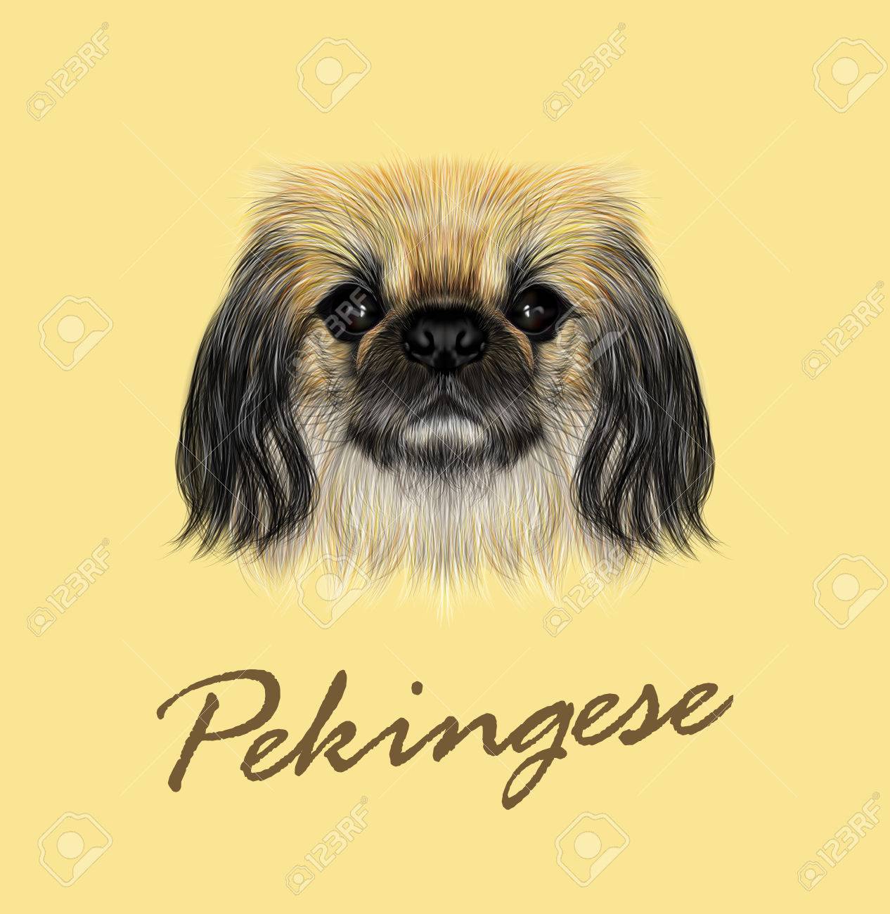 ペキニーズ犬のイラスト肖像画 黄色の背景のペキニーズ犬のかわいいふわふわ顔 のイラスト素材 ベクタ Image