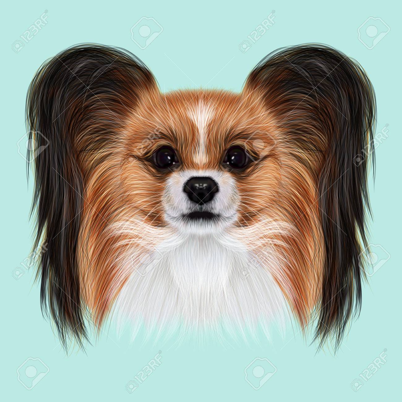 illustrated portrait of papillon dog cute fluffy face of