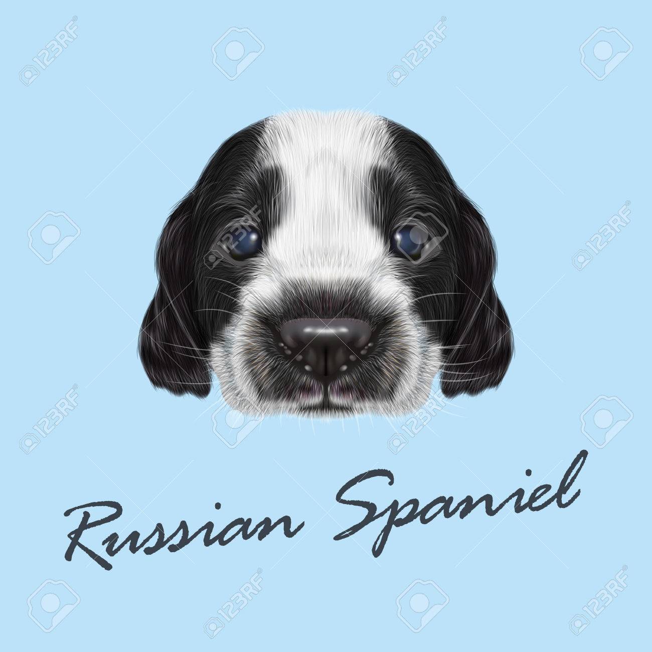 ロシア スパニエル子犬のベクトル イラスト肖像画 青の背景に国内の子犬のかわいいバイカラー顔 のイラスト素材 ベクタ Image