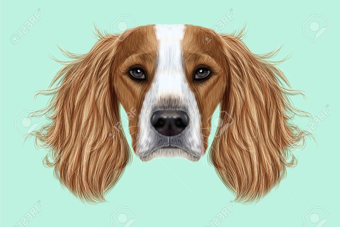 Portrait Illustré Du Chien Anglais Springer Spaniel Joli Visage De Chien De Race Domestique Sur Fond Bleu