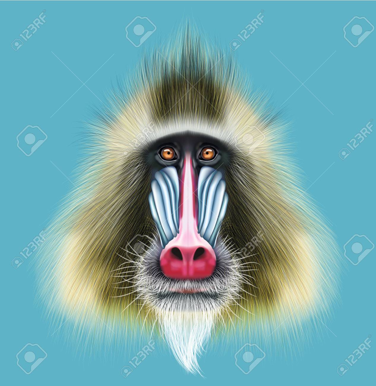 マンドリル猿のイラスト肖像画。青の背景に霊長類のかわいい