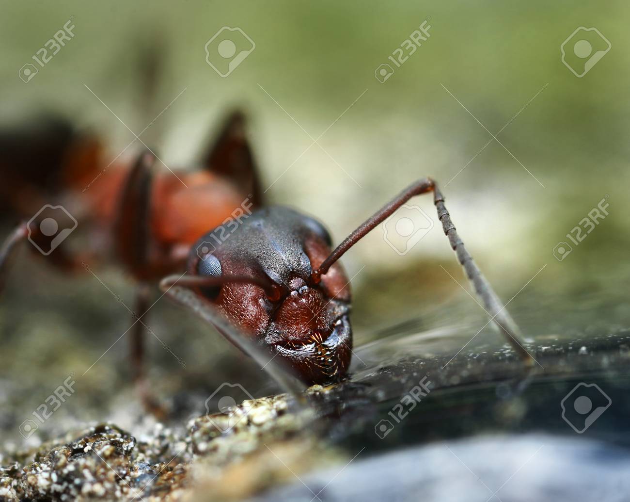 strong jaws of common red ant face closeup macro stock photo