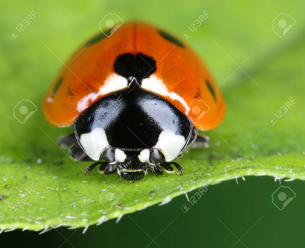 てんとう虫カブトムシに近い肖像画の顔フロント マクロの写真