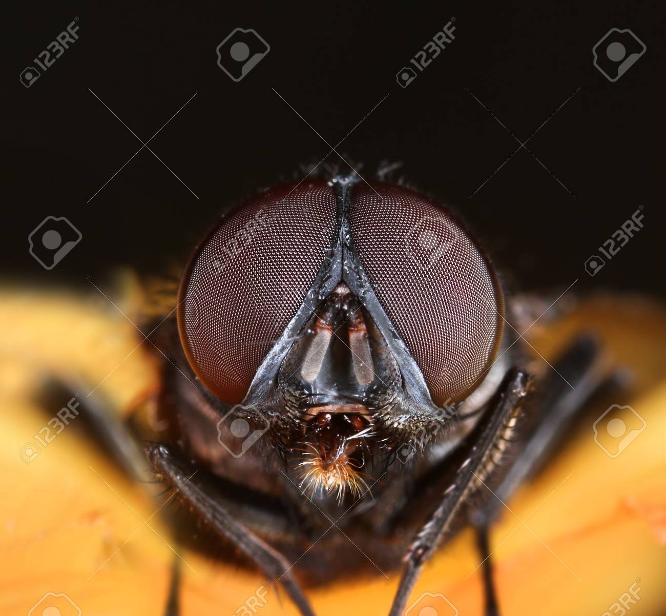 compound eyes