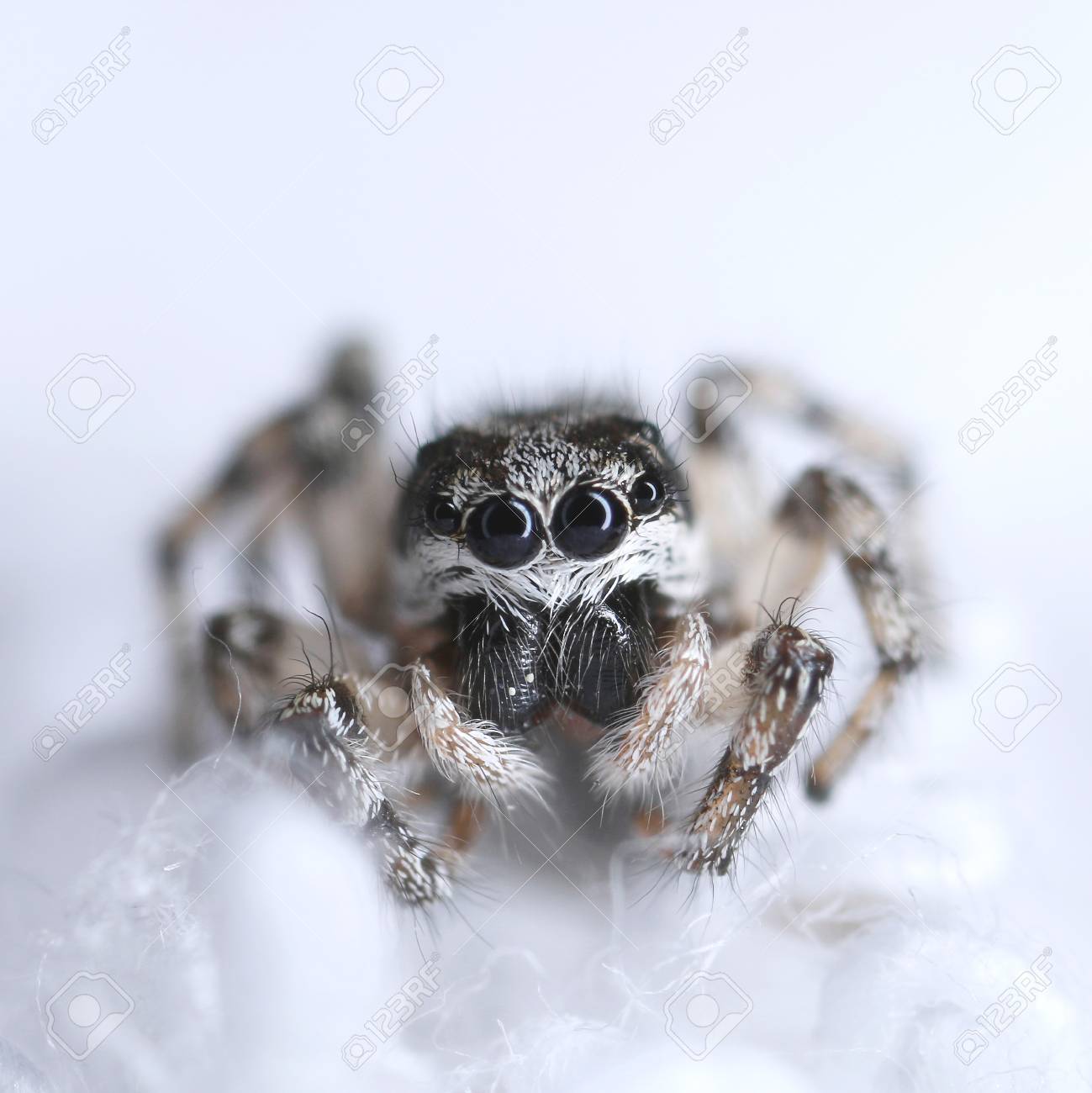 Cute Little Baby Jumping Spider On Soft White Background Stock Photo