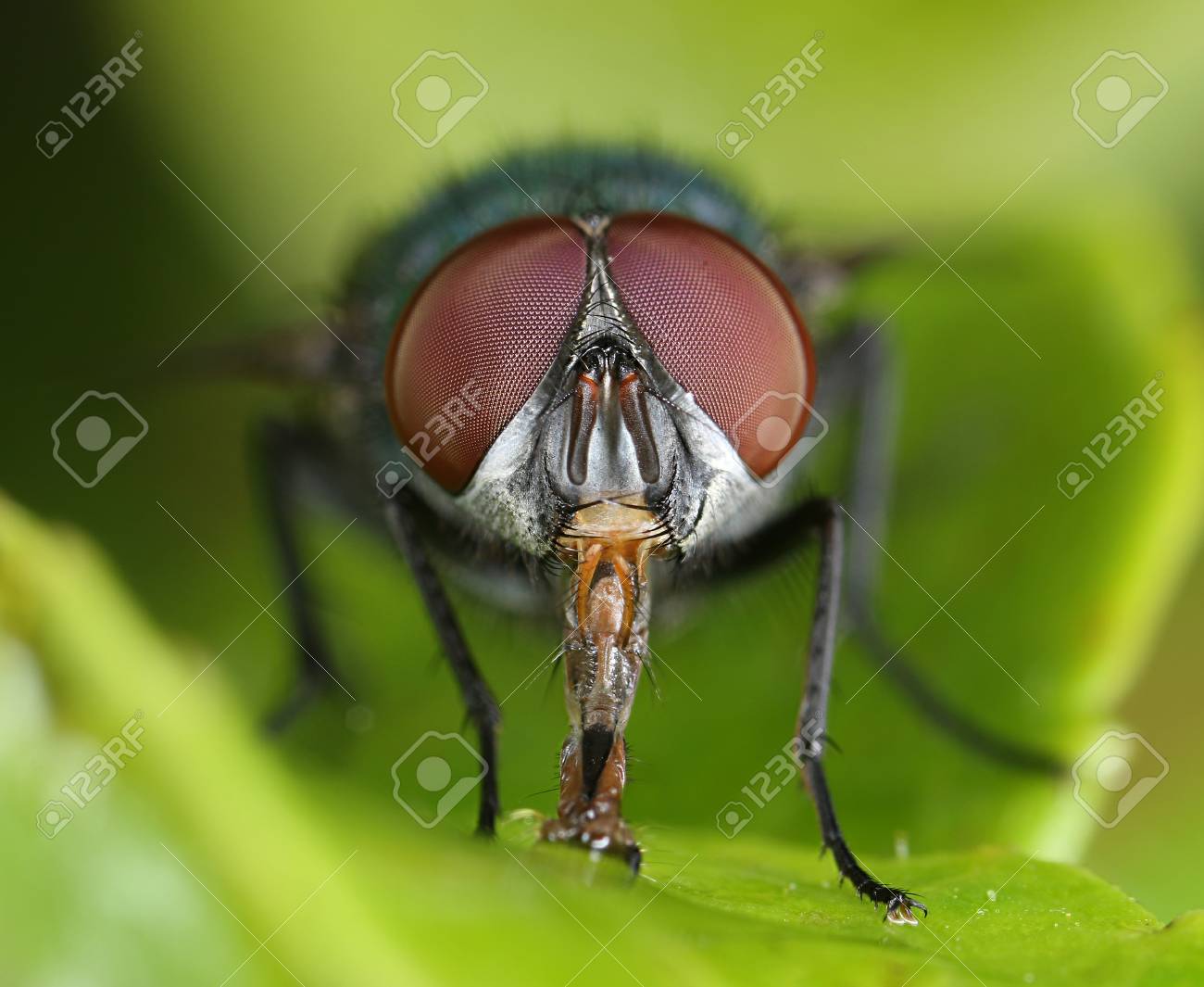 compound eyes