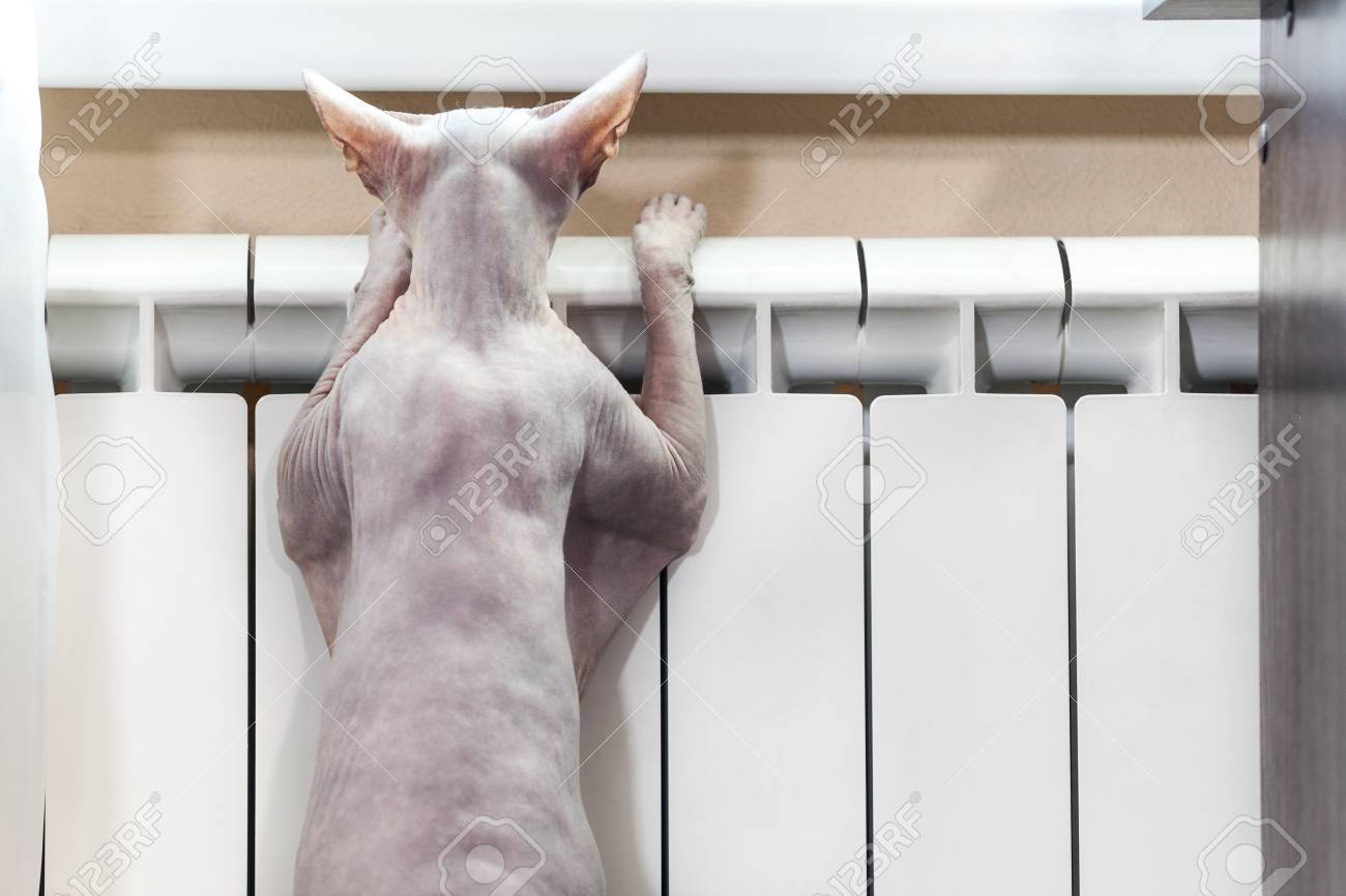 웃기는 털이없는 고양이, 스핑크스, 중앙 난방 라디에이터에서 온난화 로열티 무료 사진, 그림, 이미지 그리고 스톡포토그래피. Image  38605698