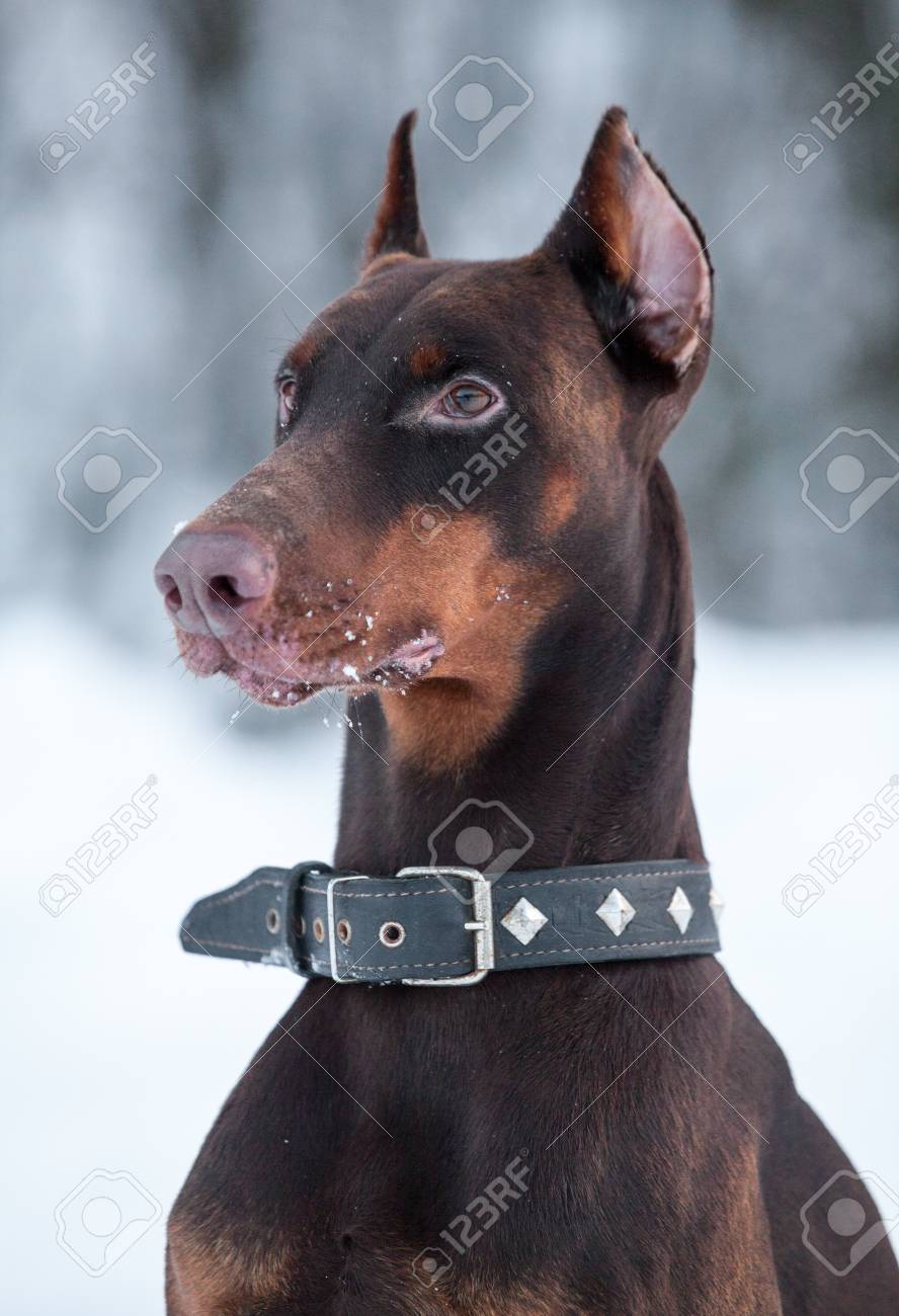 doberman collars