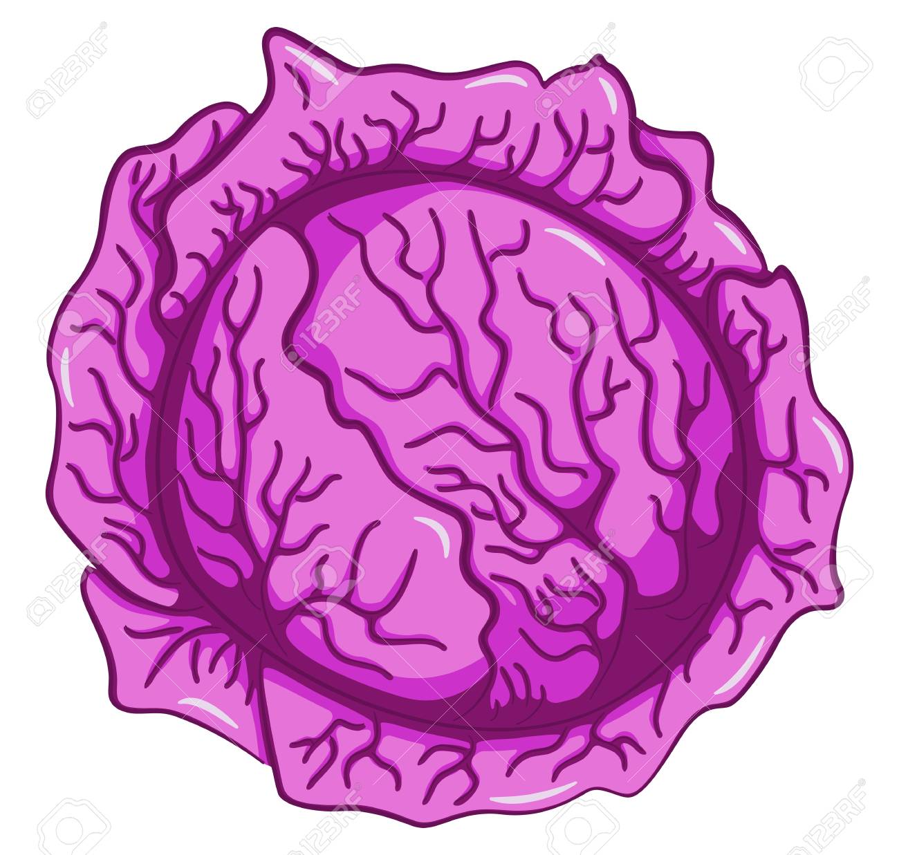 Vector Illustration Of Drawn Cartoon Red Cabbage Royalty Free SVG,  Cliparts, Vectors, And Stock Illustration. Image 126020128.
