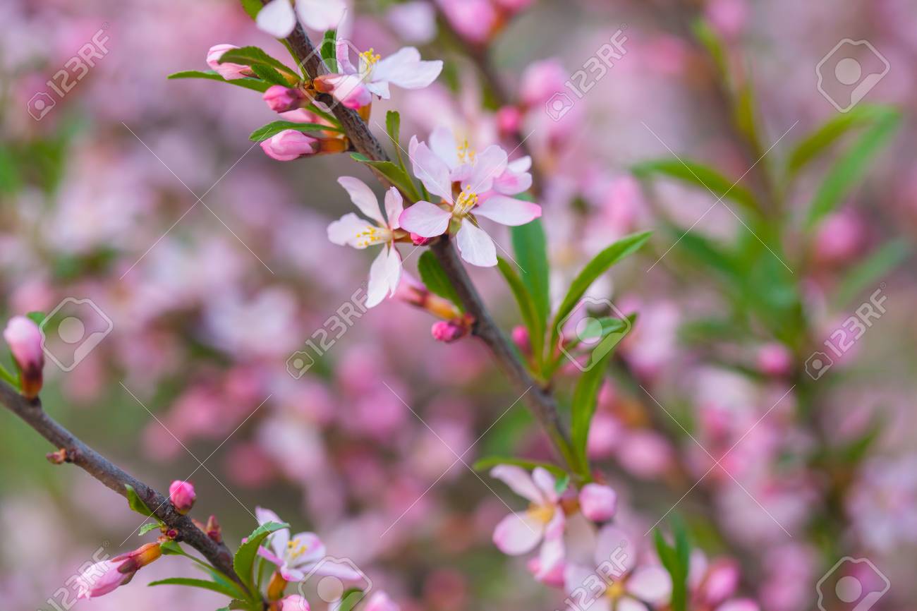 野生のローズマリーのピンクの花 低木 野生のローズマリーが咲く の写真素材 画像素材 Image