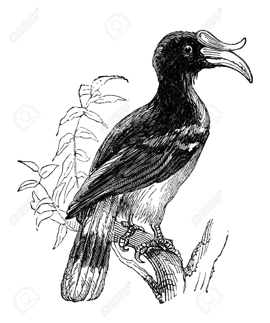 gravure du 19e siecle d un oiseau calao banque images et photos libres de droits image 42490887 coloriage pour imprimer simplement des animaux