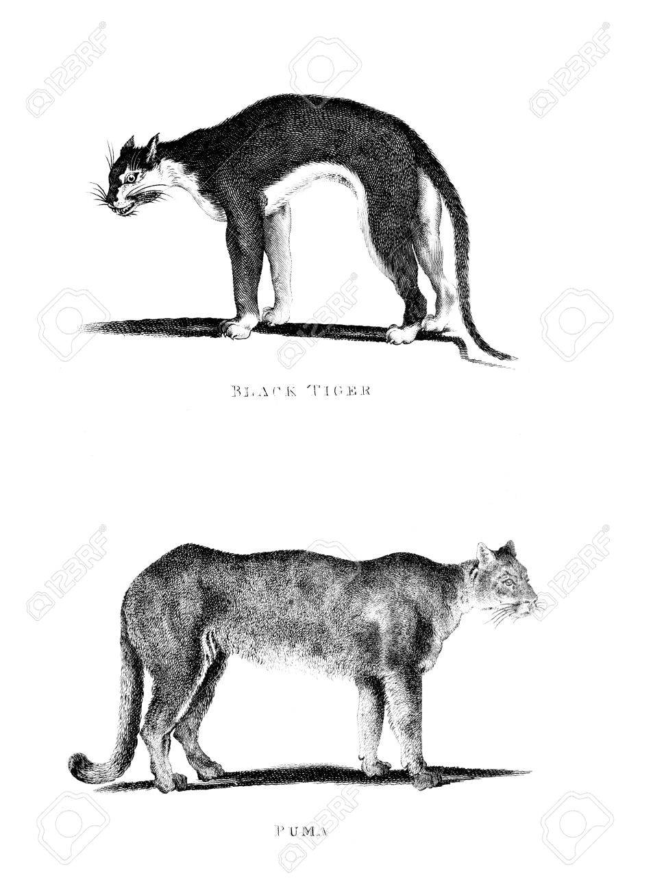 acheter un puma animal acheter un puma animal