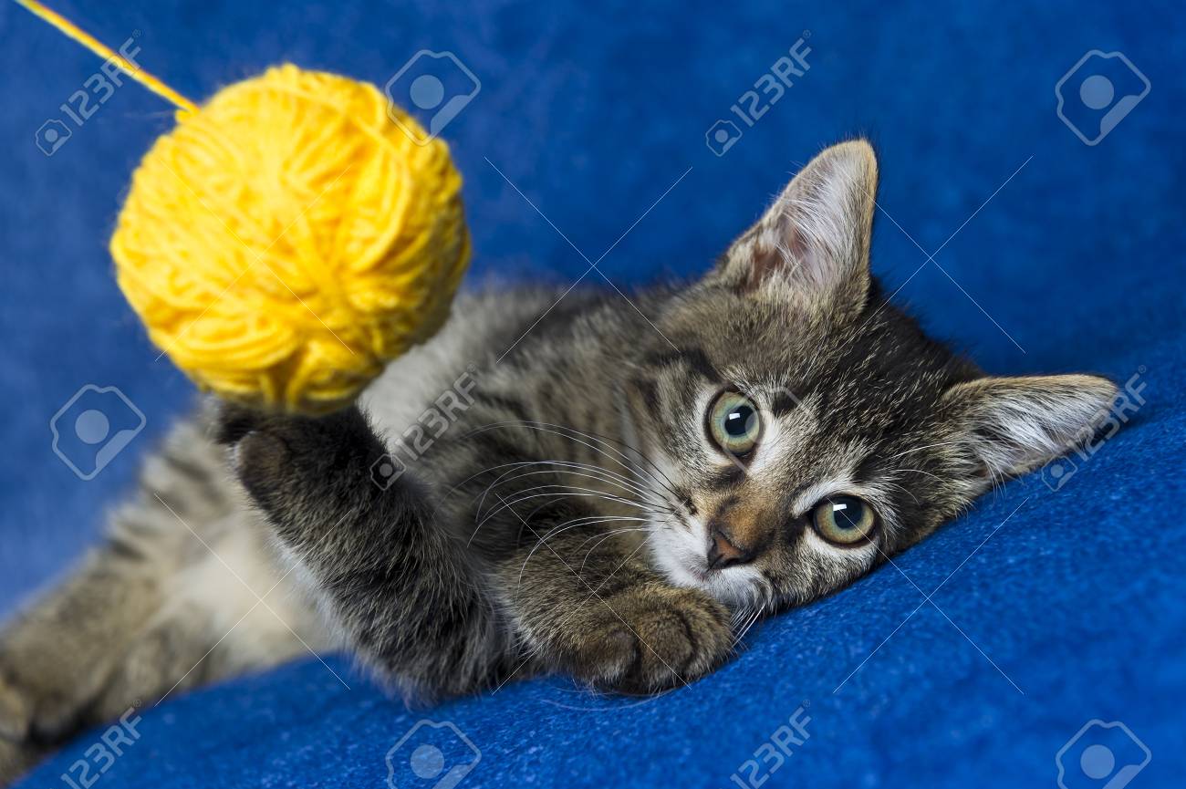 Chat Avec Boule De Laine Jaune Petit Chat Tigre Gris Jouant Avec Echeveau De Fils A Coudre Colores Emmeles Sur Fond Bleu Banque D Images Et Photos Libres De Droits Image