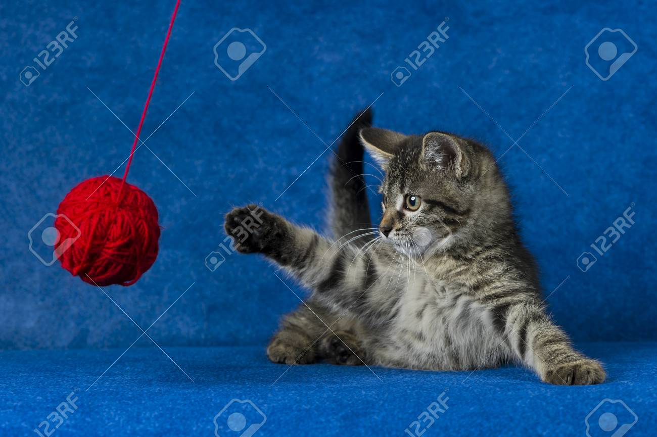cat yarn ball