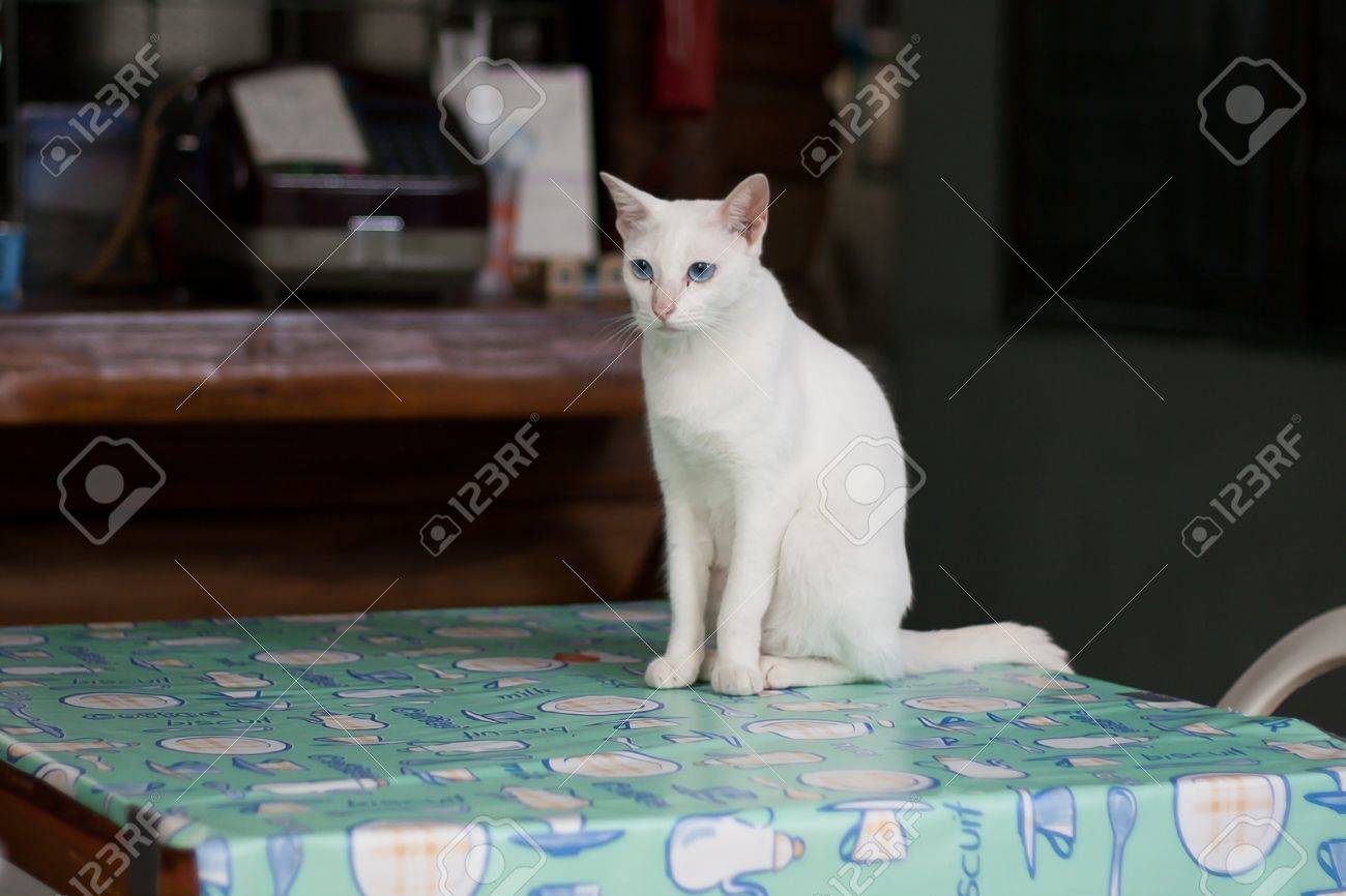 white cat table