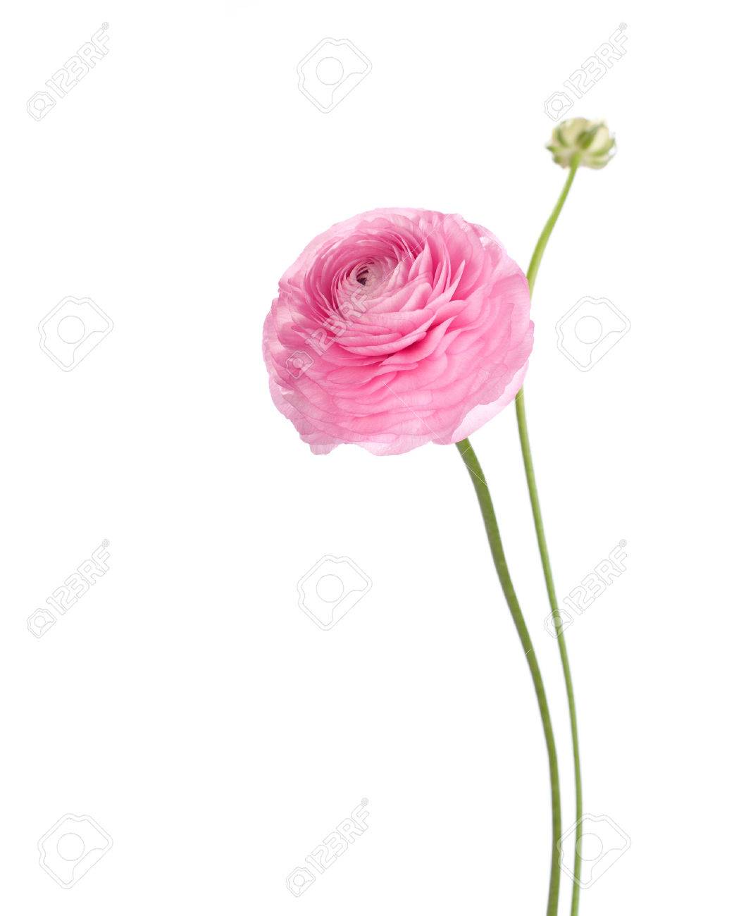 淡いピンクの花は 白い背景で隔離 ラナンキュラス の写真素材 画像素材 Image