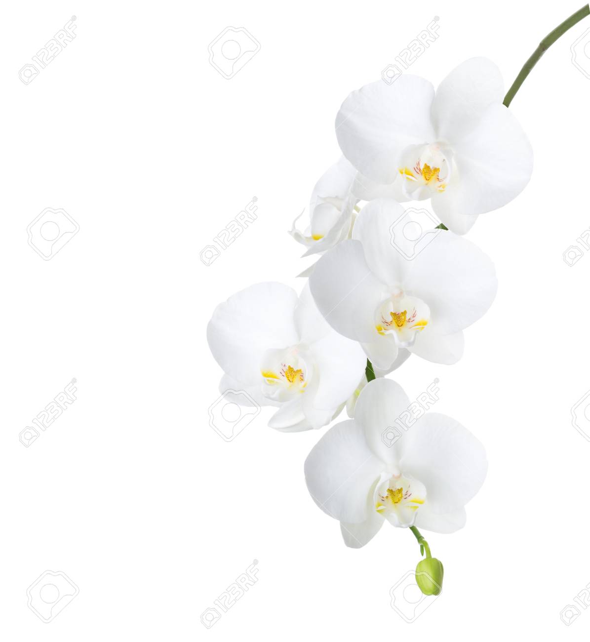 Weisse Orchidee Getrennt Auf Weissem Hintergrund Lizenzfreie Fotos Bilder Und Stock Fotografie Image 70890324