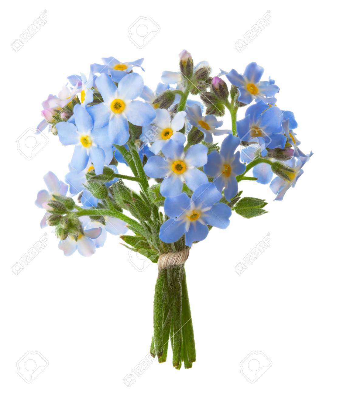 ワスレナグサ 白い背景で隔離の小さな花束 の写真素材 画像素材 Image