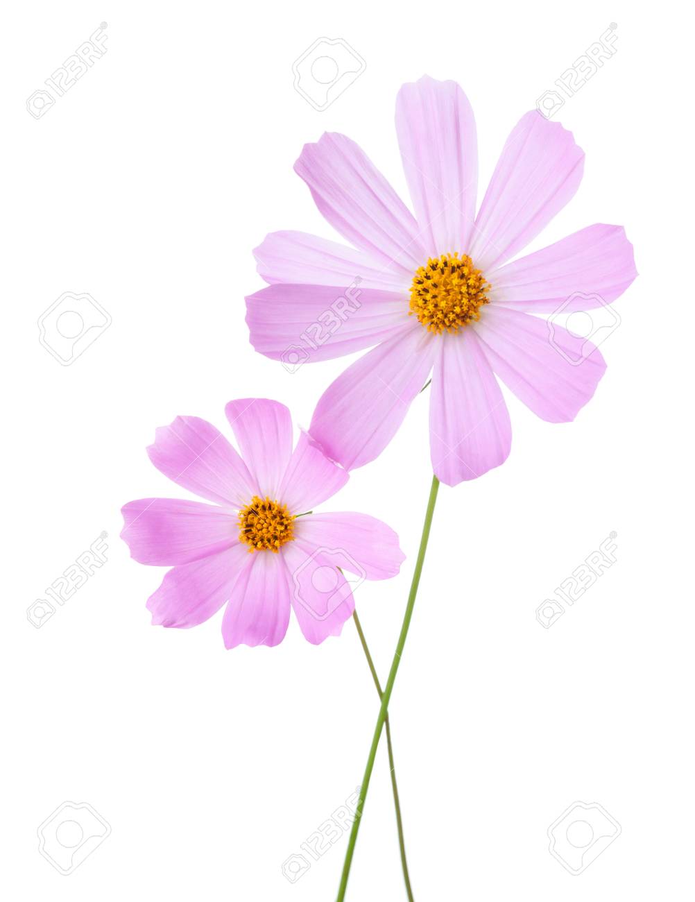 二つの光源白い背景に分離されたピンクのコスモスの花 庭のコスモス の写真素材 画像素材 Image