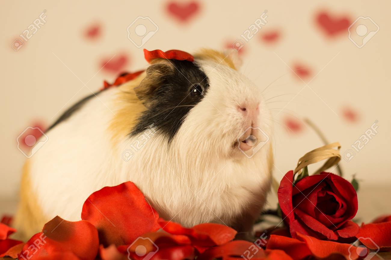 dog bed washing machine