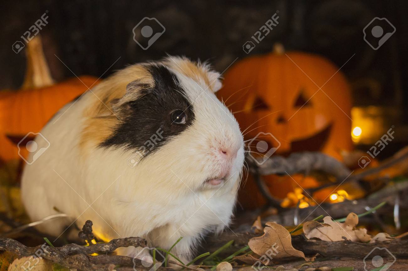 guinea pig pumpkin