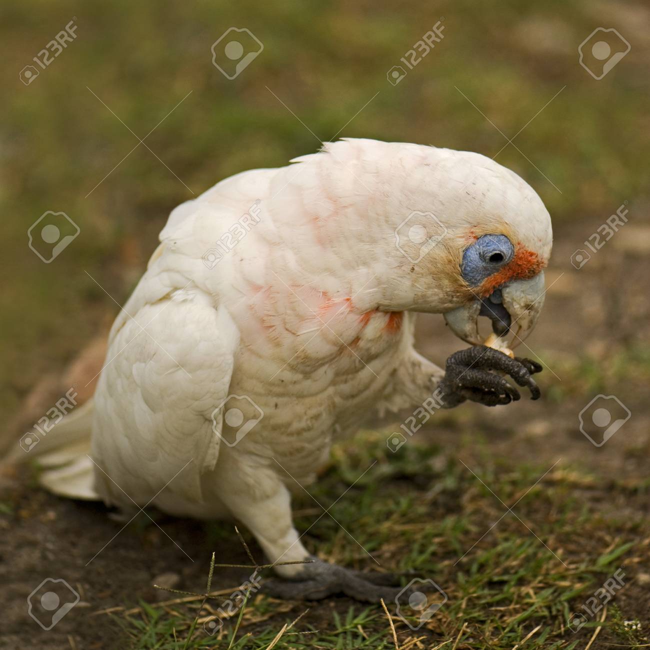 背景をぼかし アカビタイムジオウムの肖像画 の写真素材 画像素材 Image 4035 背景をぼかし アカビタイムジオウムの肖像画 の写真素材 画像素材 Image 4035
