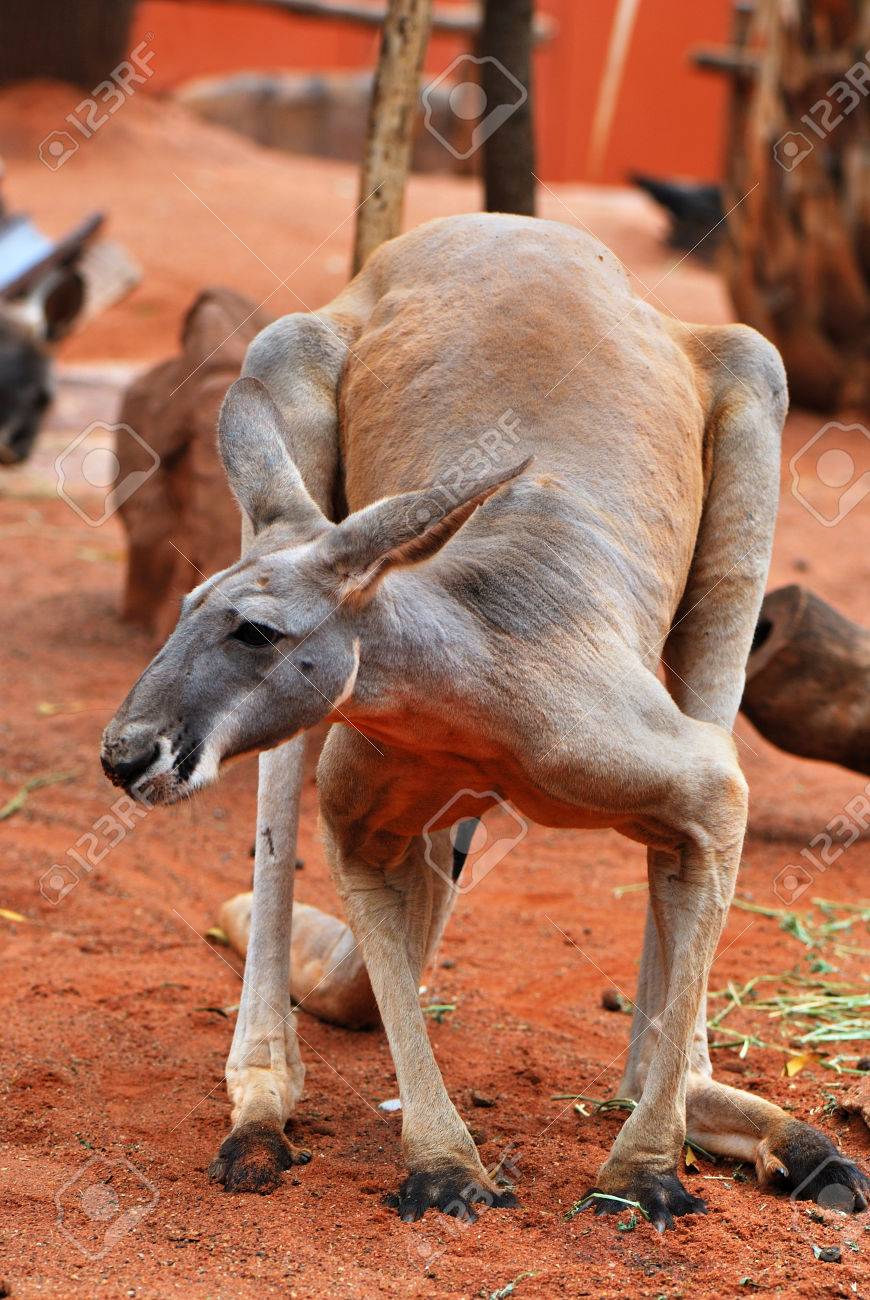 4 つの大きな Ans 強い赤カンガルーの立っています の写真素材 画像素材 Image 4039