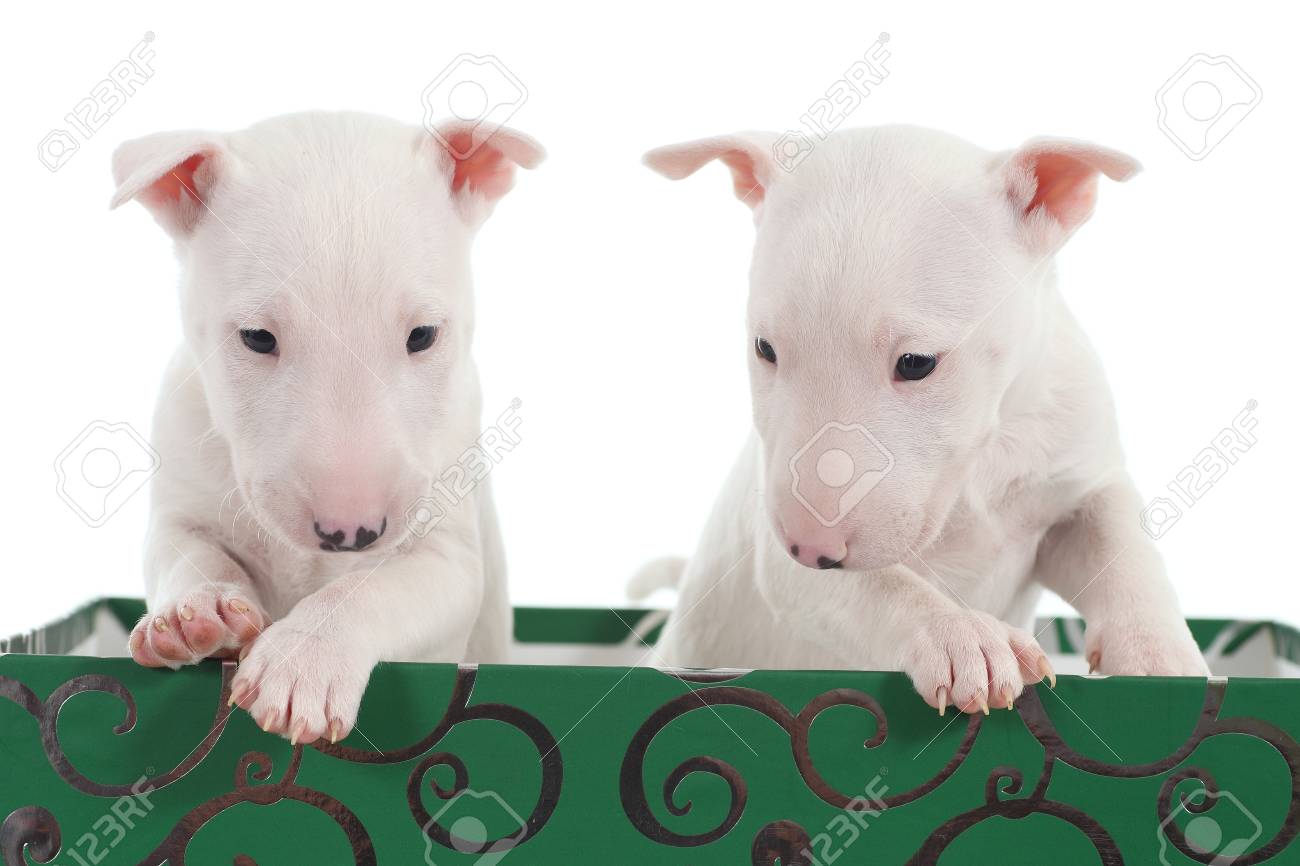 box terrier puppies