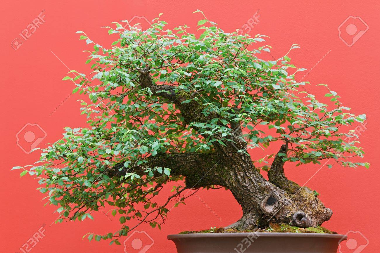 beautiful Zelkova tree bonsai over red background - 11802163.