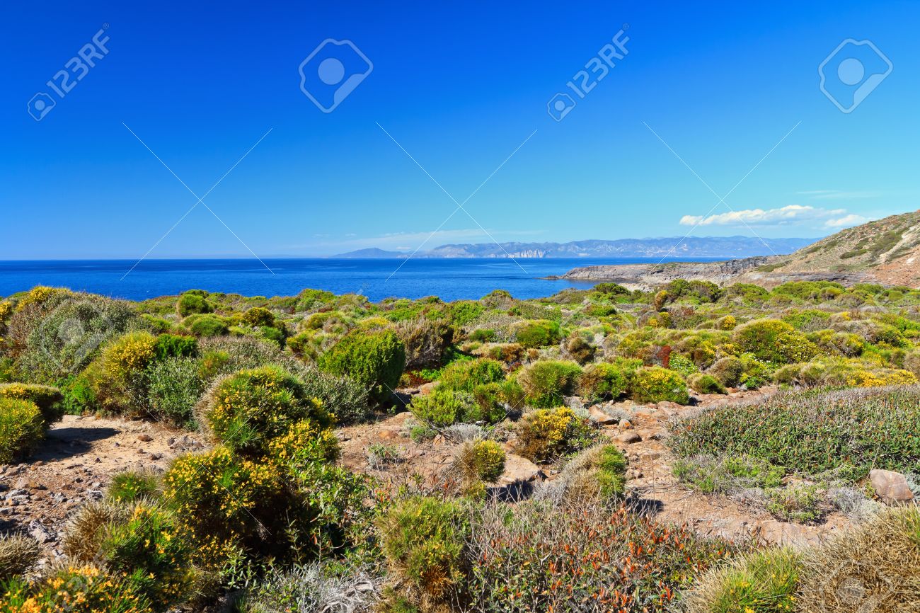 Mediterranean Vegetation In San Pietro Island, Sardinia, Italy Stock Photo,  Picture and Royalty Free Image. Image 26041084., image size:1300x866