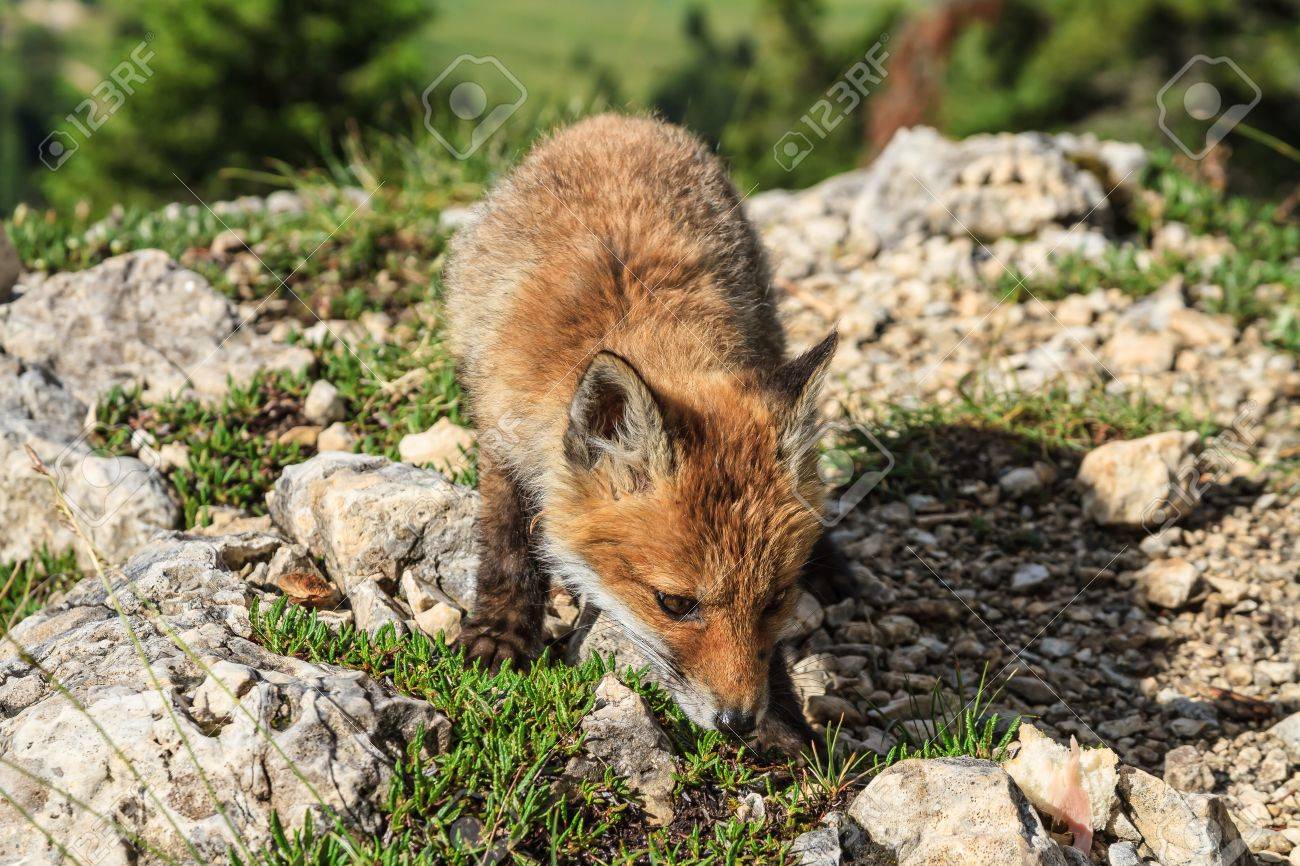 Bebe Renard Roux Dans Une Prairie Alpine A La Lisiere D Une Foret Banque D Images Et Photos Libres De Droits Image