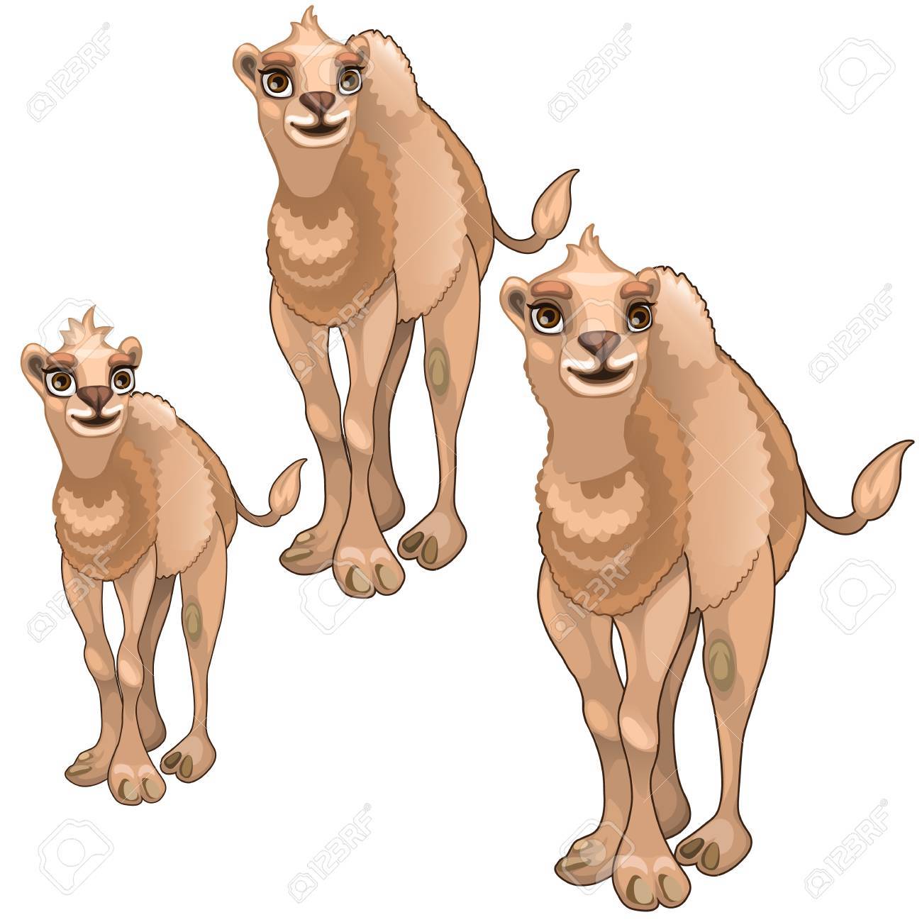 茶色のラクダを成長の段階 ベクトルの動物のイラスト素材 ベクタ Image