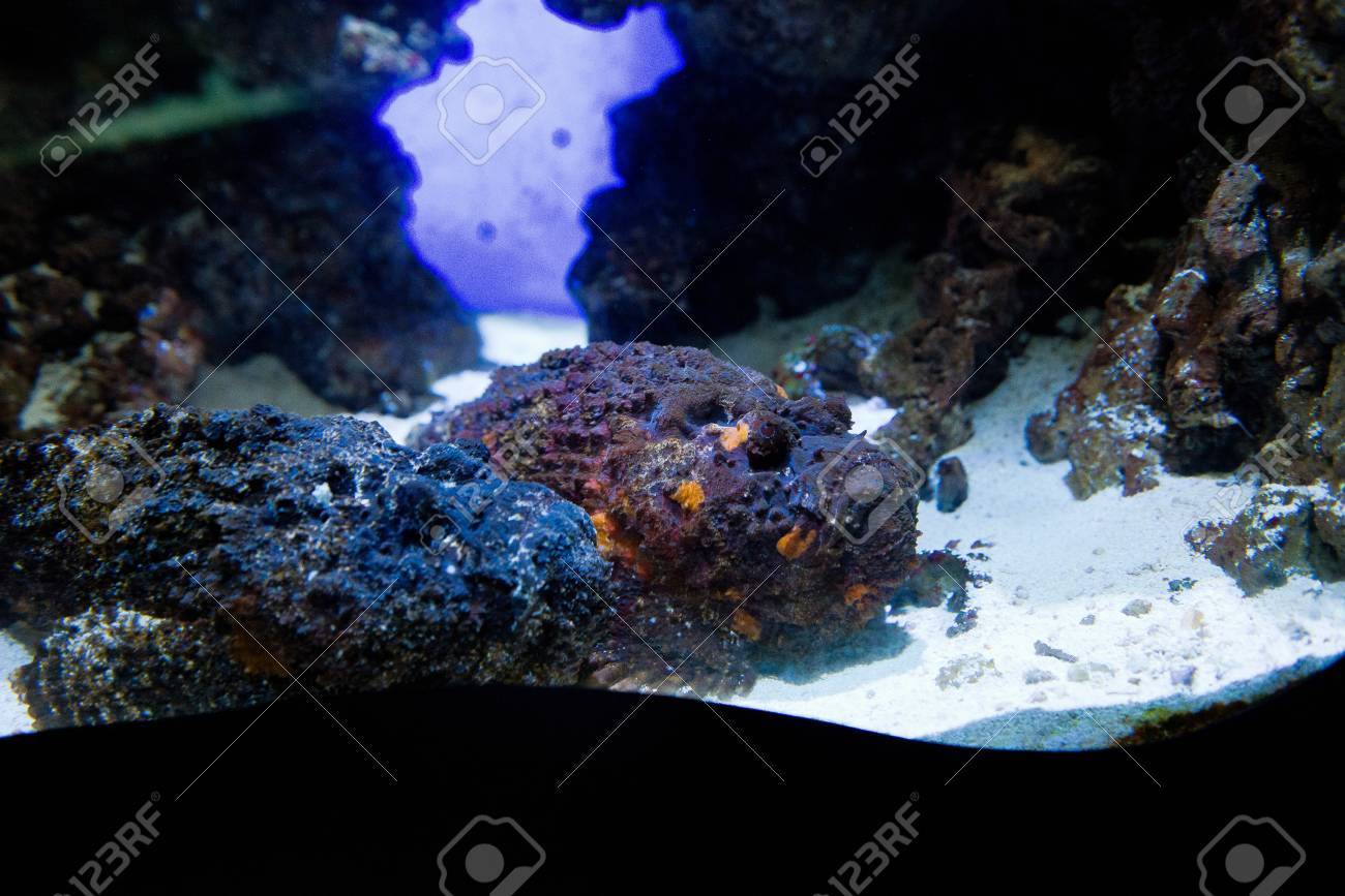 海水魚オニダルマオコゼ オニダルマオコゼ の写真素材 画像素材 Image