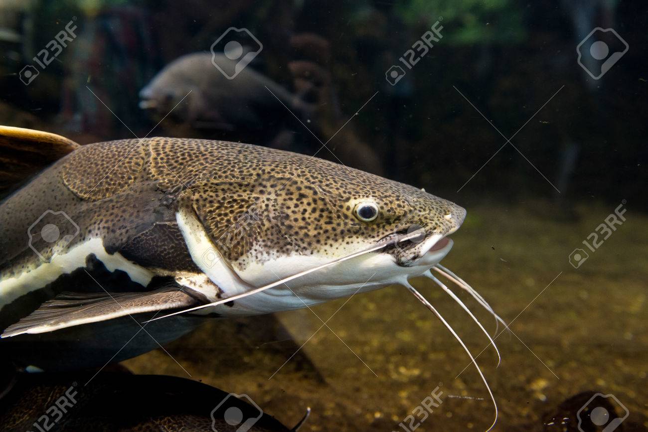 Poisson Chat Image Vectorielle Bokononist 85317548