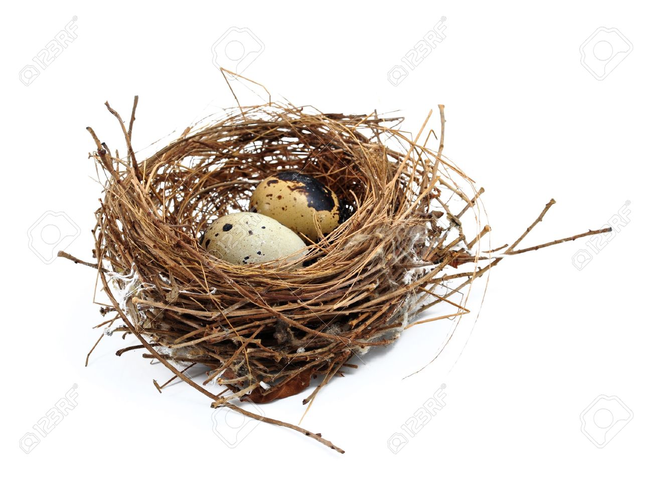 鳥の巣と卵 の写真素材 画像素材 Image