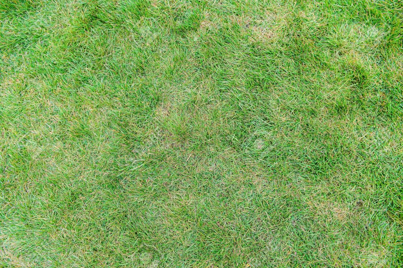 芝生のフィールドの平面図 の写真素材 画像素材 Image