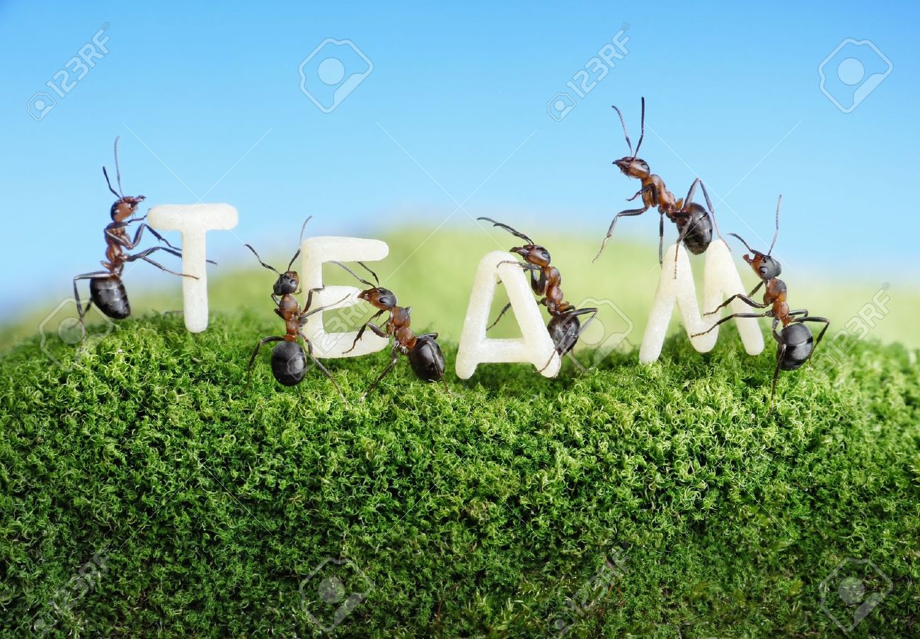 Fourmis Construire L Equipe Mot Avec Des Lettres Le Concept D Equipe Banque D Images Et Photos Libres De Droits Image 10355172