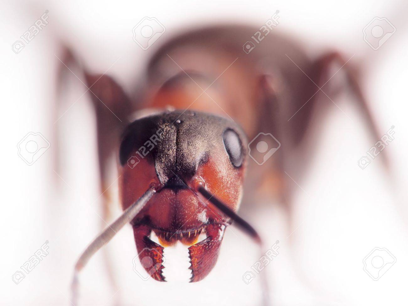 ant formica rufa face to face stock photo picture and royalty free