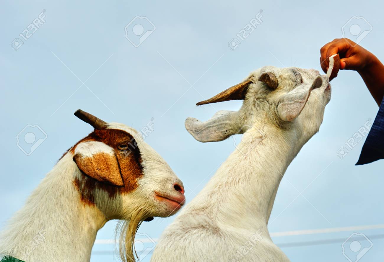 白ザーネン種ヤギが観光から食べ物を食べる の写真素材 画像素材 Image 4752