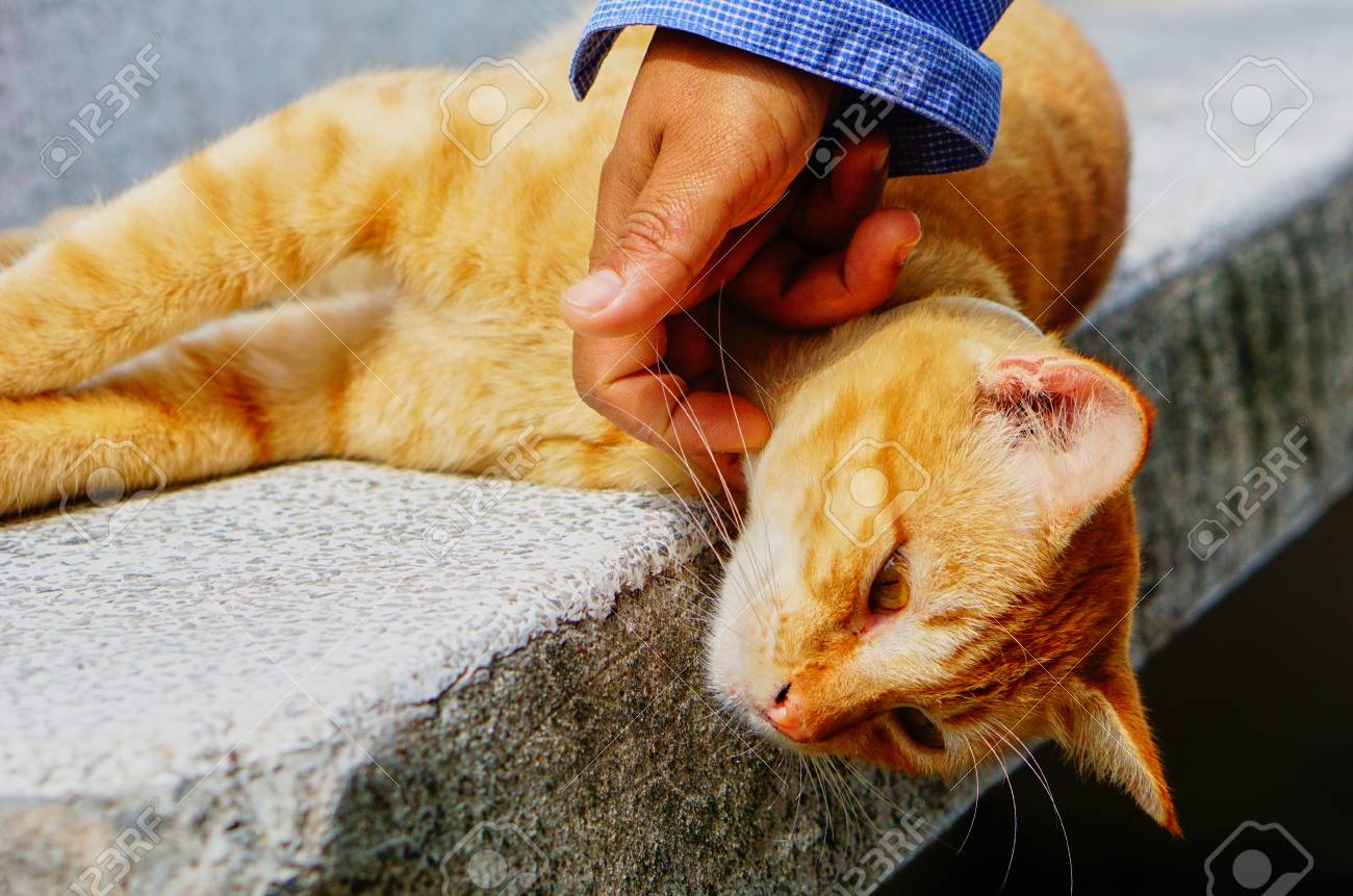 etiam-dictum-ipsum-a-felis