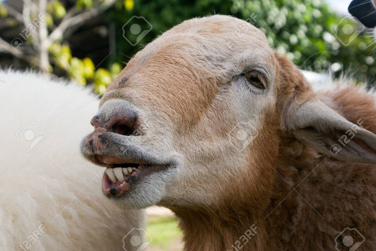 Verticale Drole De Mouton La Tete Et Le Visage De Moutons Banque D Images Et Photos Libres De Droits Image