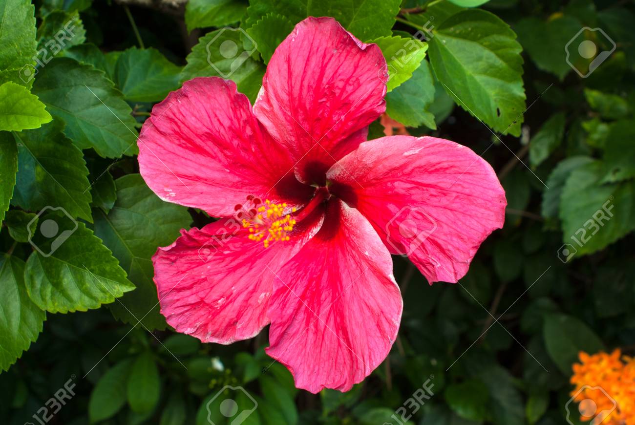 etiam-dictum-ipsum-a-felis