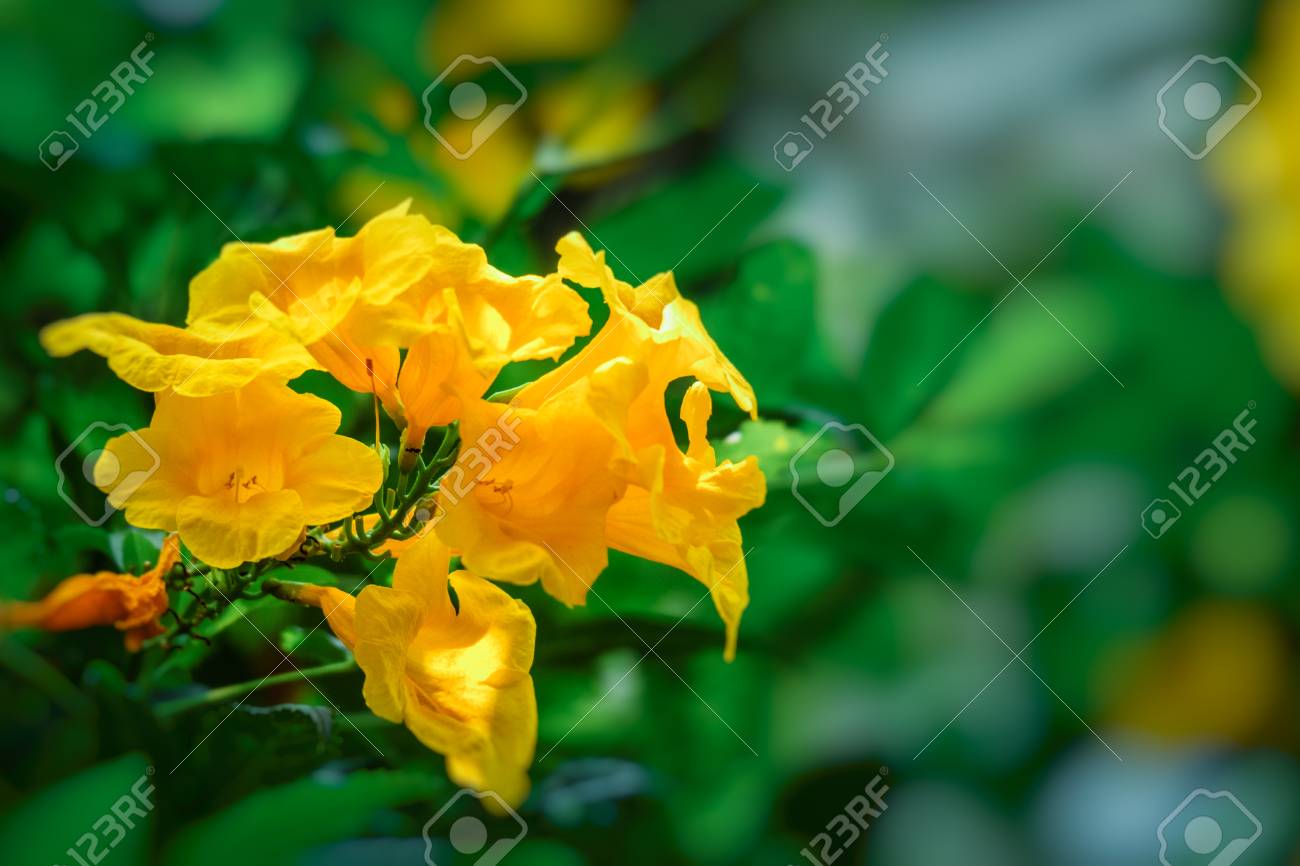 yellow elder trumpetbush trumpetflower yellow trumpet flower