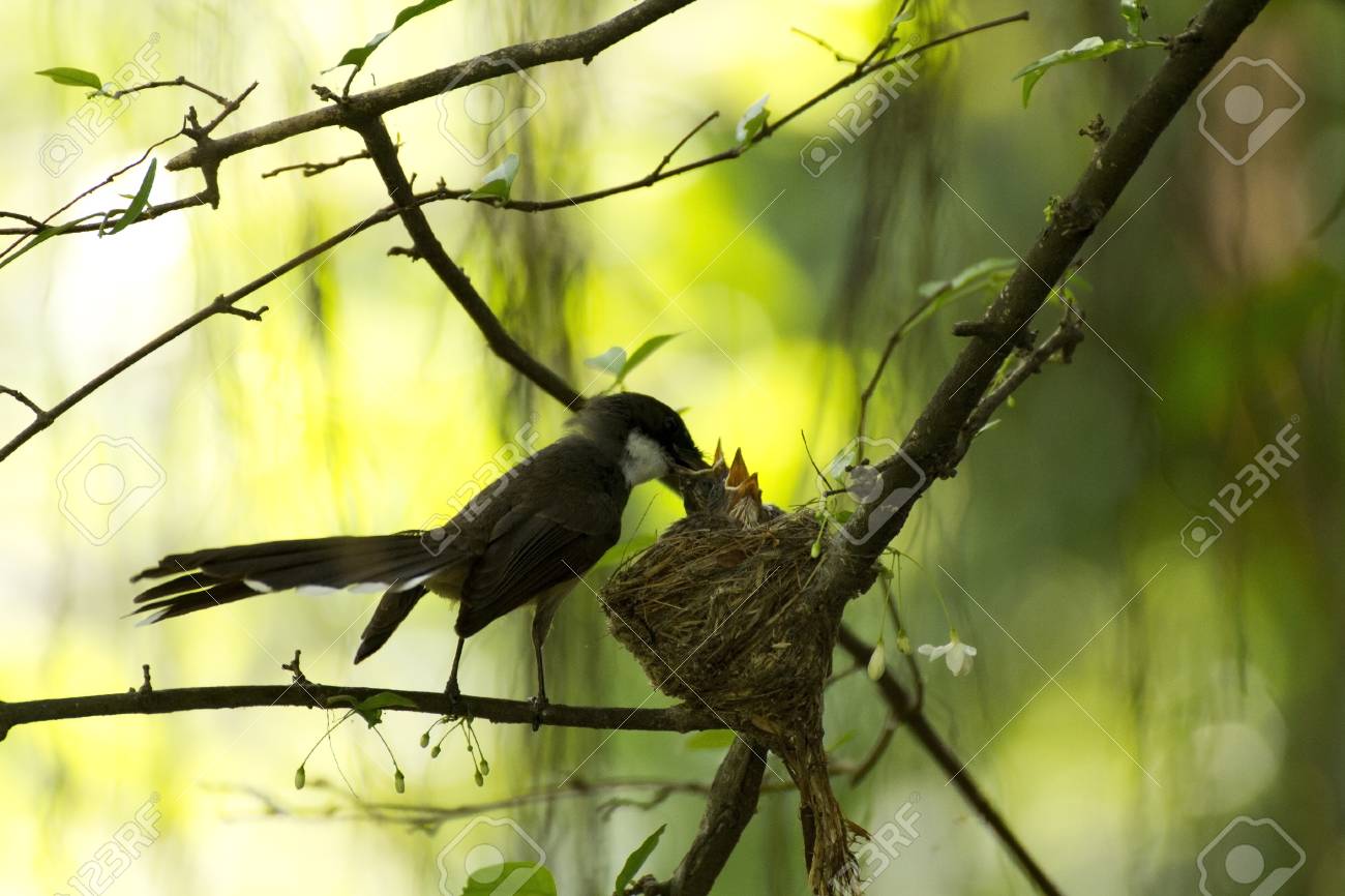 etiam-dictum-ipsum-a-felis