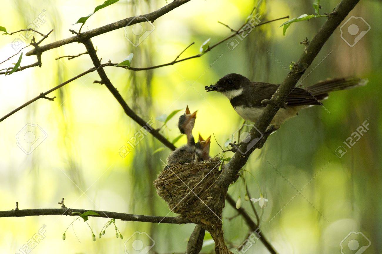 etiam-dictum-ipsum-a-felis