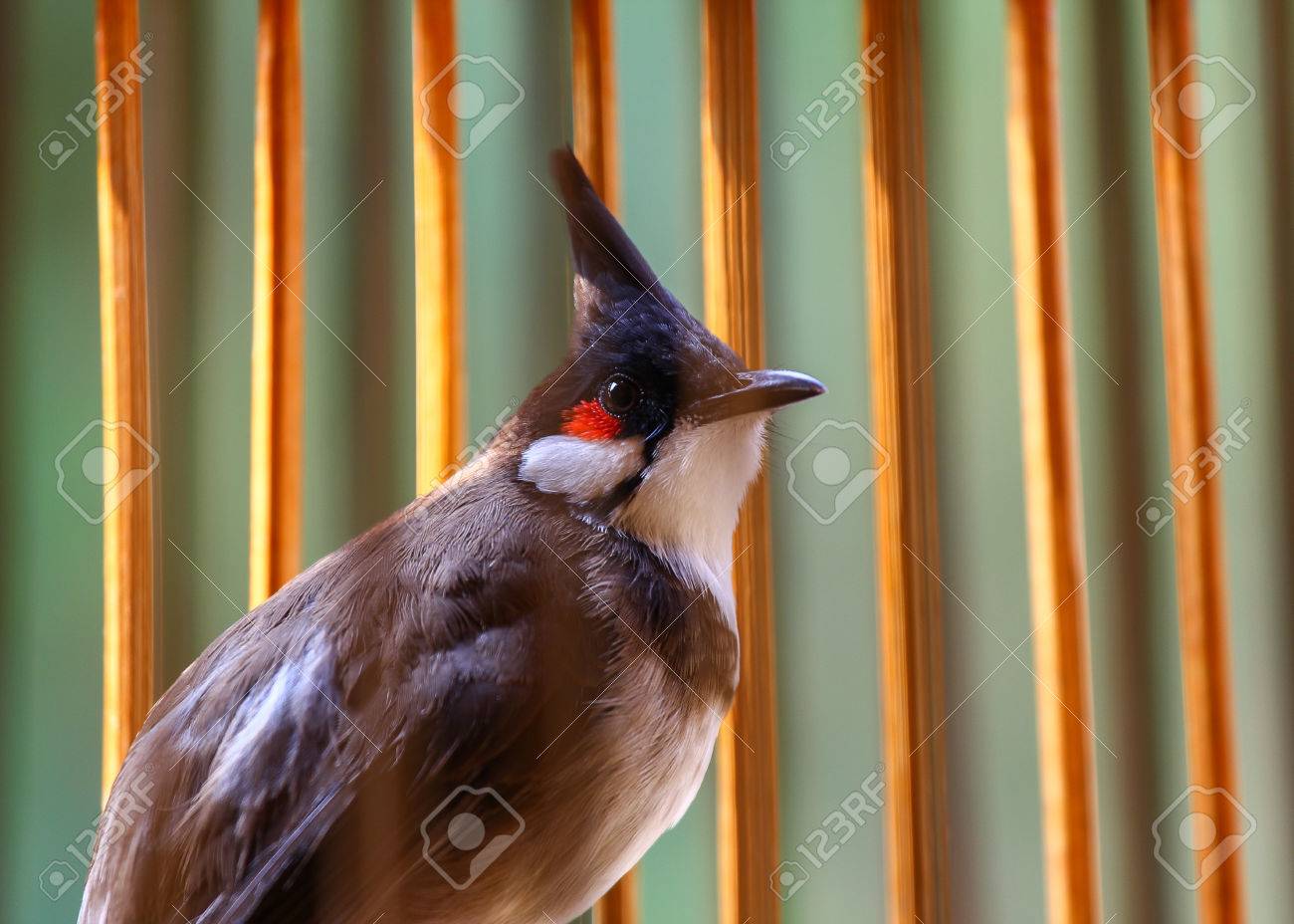 etiam-dictum-ipsum-a-felis