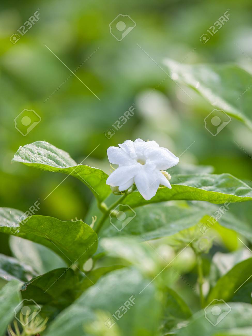 etiam-dictum-ipsum-a-felis