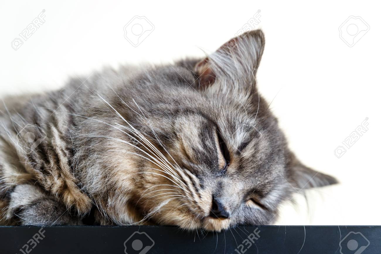 Chat Endormi Banque D Images Et Photos Libres De Droits Image