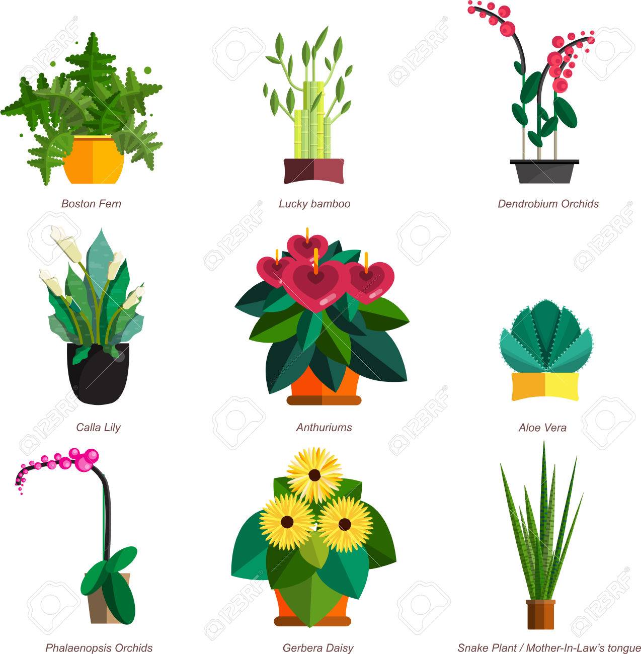 indoor home office plants royalty vector illustration of houseplants indoor and office plants in pot dracaena fern bamboo of houseplants indoor and office plants in pot indoor home office plants royalty vector illustration of houseplants indoor and office plants in pot dracaena fern bamboo of houseplants indoor and office plants in pot