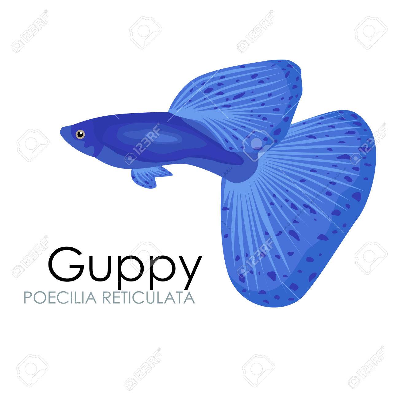 かわいい水族館魚グッピー ベクトル イラスト白背景に分離されました ベクトル イラスト アイコン 魚はフラット スタイルのベクトル図です 魚 アイコンが分離されました 熱帯魚 海魚 白い背景で隔離水槽魚セット 海色フラット デザイン F のイラスト素材 ベクタ